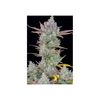 Gorilla Cookies Auto, Фасовка: 1